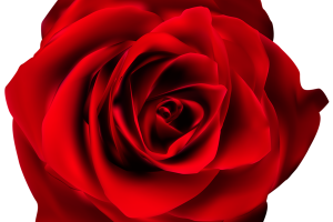 Rosas