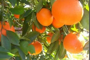 Aceite esencial de mandarina