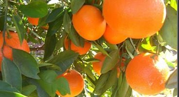 Aceite esencial de mandarina