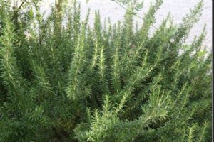 Aceite esencial de romero