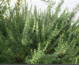 Aceite esencial de romero