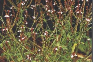 Aceite esencial de verbena