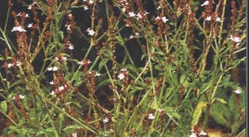 Aceite esencial de verbena