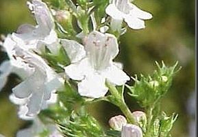 Aceite esencial de ajedrea