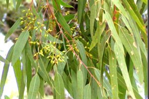 Aceite esencial de eucalipto