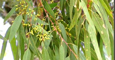 Aceite esencial de eucalipto