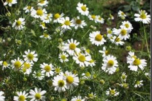 Aceite esencial de manzanilla