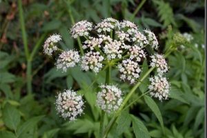 Aceite esencial de alcaravea