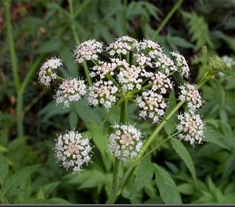 Aceite esencial de alcaravea