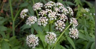 Aceite esencial de alcaravea