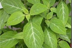 Aceite esencial de salvia