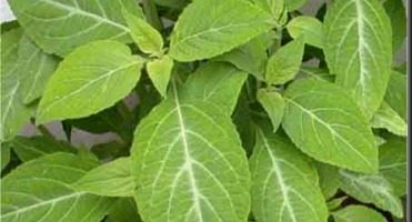 Aceite esencial de salvia