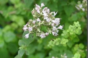 Aceite esencial de mejorana