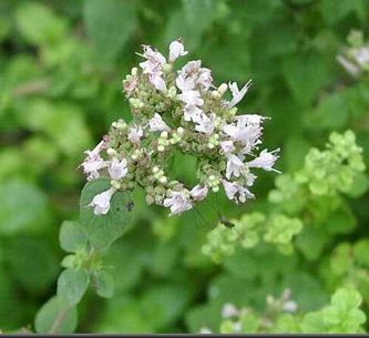 Aceite esencial de mejorana