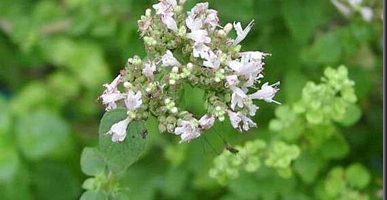 Aceite esencial de mejorana