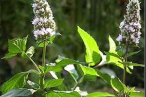Aceite esencial de menta