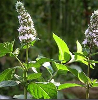 Aceite esencial de menta