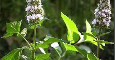 Aceite esencial de menta