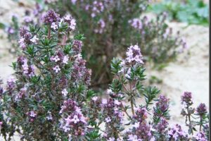 Aceite esencial de tomillo