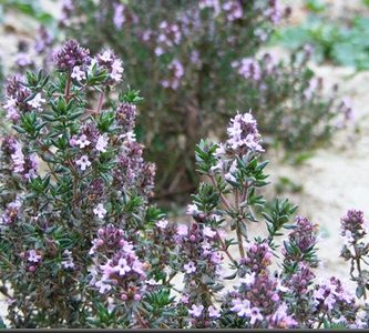 Aceite esencial de tomillo