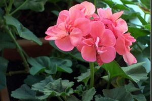 Aceite esencial de geranio