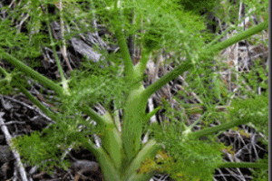 Aceite esencial de hinojo