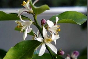 Aceite esencial de neroli