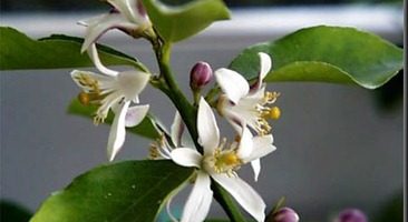 Aceite esencial de neroli