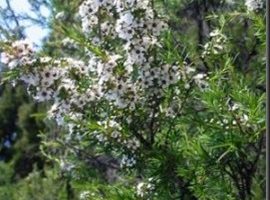 Aceite esencial de árbol de té