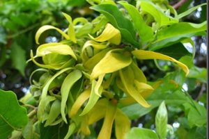Aceite esencial de ylang ylang