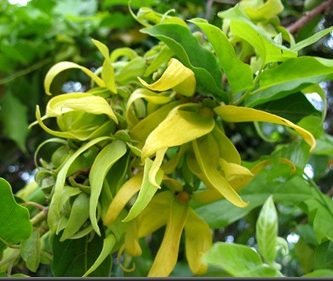 Aceite esencial de ylang ylang
