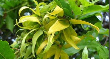 Aceite esencial de ylang ylang