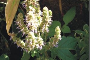 Aceite esencial de pachuli