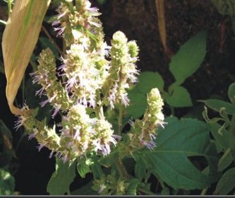 Aceite esencial de pachuli