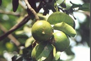 Aceite esencial de bergamota