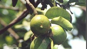 Aceite esencial de bergamota