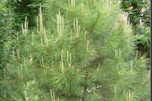 Aceite esencial de pino