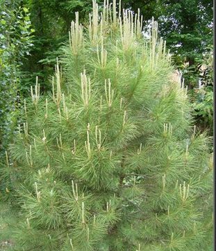 Aceite esencial de pino