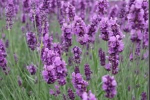 Aceite esencial de lavanda