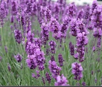Aceite esencial de lavanda