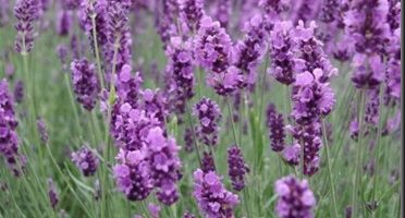Aceite esencial de lavanda