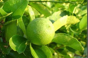 Aceite esencial de limón