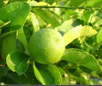 Aceite esencial de limón