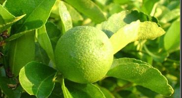 Aceite esencial de limón
