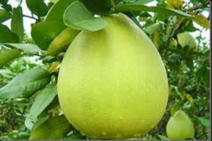Aceite esencial de Pomelo