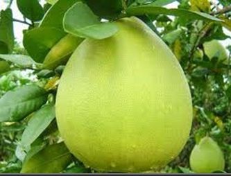 Aceite esencial de Pomelo