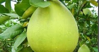 Aceite esencial de Pomelo