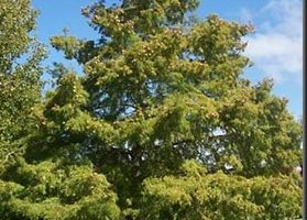 Aceite esencial de ciprés