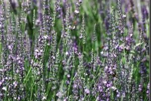 Aceite esencial de Lavandín