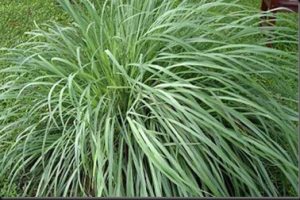 Aceite esencial de citronela